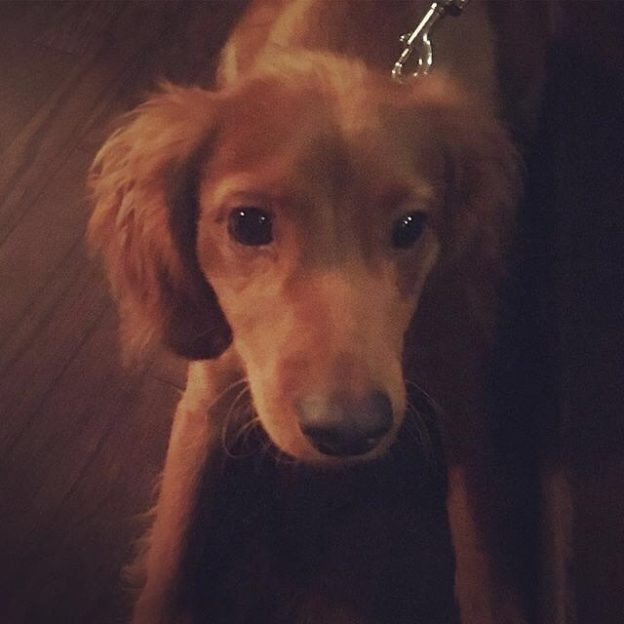 Here’s Angus Dug in The Holyrood 9A, Edinburgh – pic @theholyrood9a