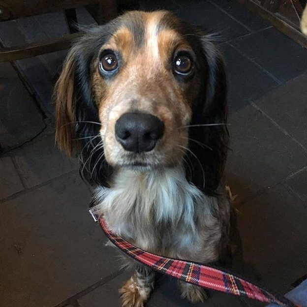 Here’s Tilly the Cocker looking cute in The Last Drop, Edinburgh – pic @tillycocker⠀