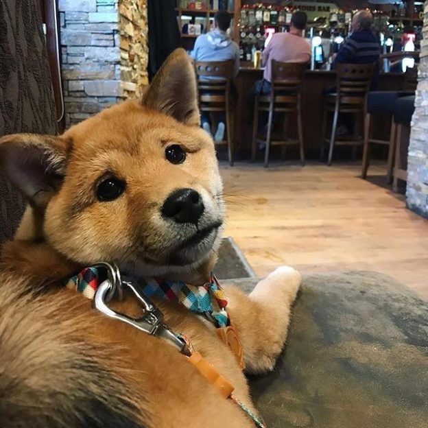 Here’s Umeko the Shiba in The Cornhill Inn, Bonnybridge – pic @umekotheshiba⠀