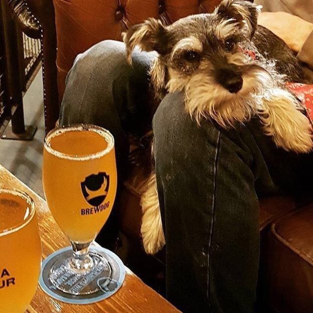 Its a dogs life at @brewdogbarleeds – pic @lbcassidy⠀