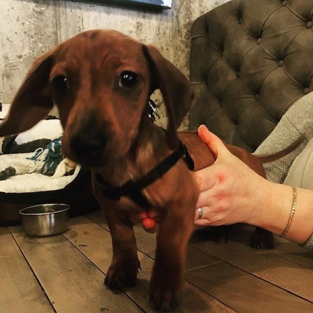 “Just a wee reminder that we’re dog friendly here. In fact, we actively encourage you to bring your dugs…” from @doghousemcity