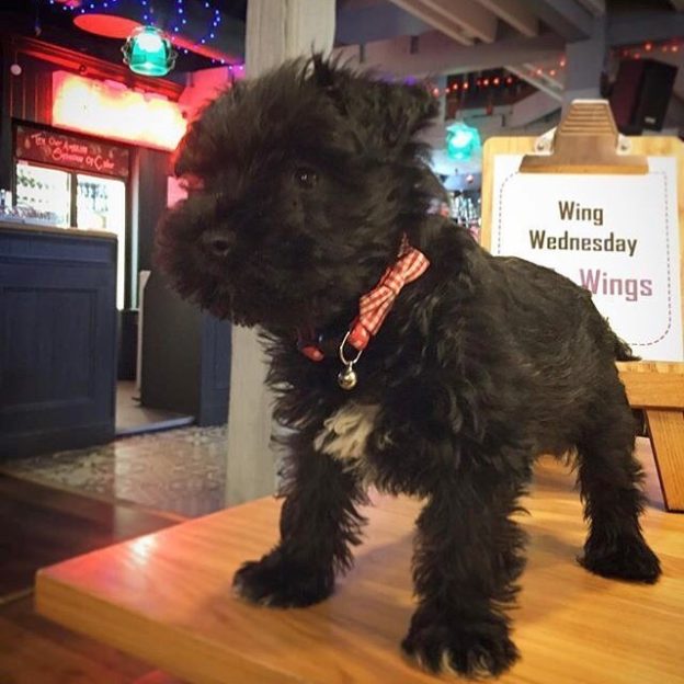 Mr Pickles at @bobbinbar⠀