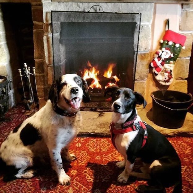 Nothing beats a real cosy fire after a chilly dug walk. Oscar and Charlie in the Red Deer, Cumbernauld – pic @ailz1985⠀