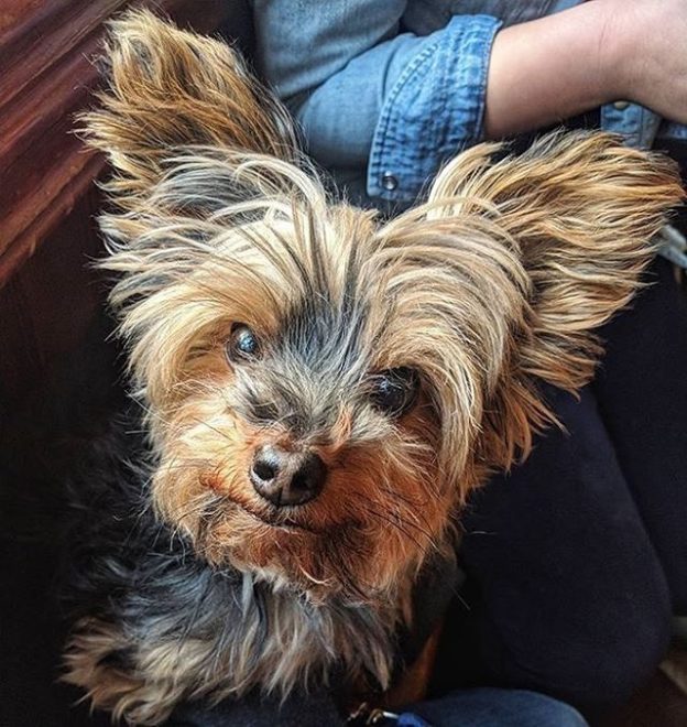 Mowgli at the Stockbridge Tap – pic @calliebelle⠀