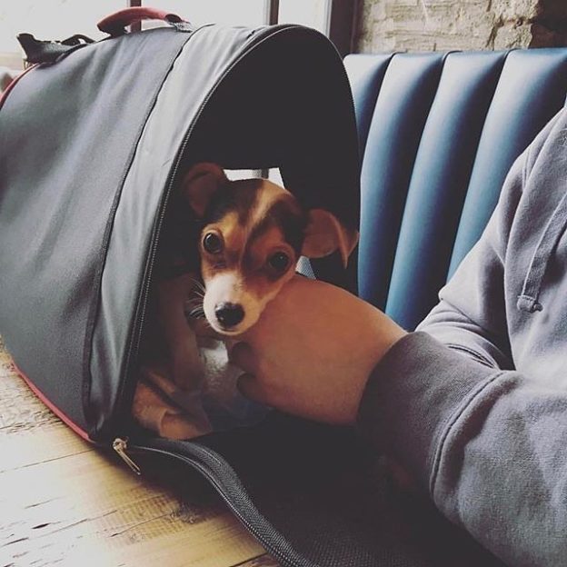 @brewdogcastlegate: “@montythemongrel had his first visit today and he got loadsa cuddles!”⠀