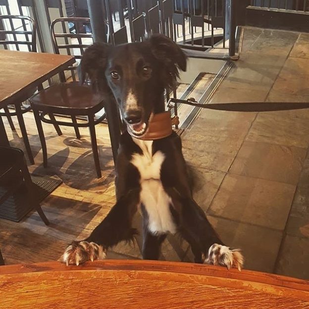 “@mayflydundee: Finn popped in for an afternoon pint, you should too “⠀