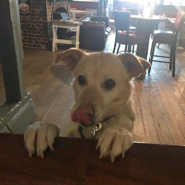 “@mrmacdobbydog: Pint of lager and a packet of crisps please “⠀