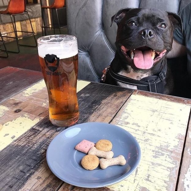 @finn_thestaffy: “Enjoying a pint and some biscuits on this lovely summers day @brewdogofficial @doghousemcity the beer is for mum which she enjoyed very much but I’ve been pampered by the lovely staff! “