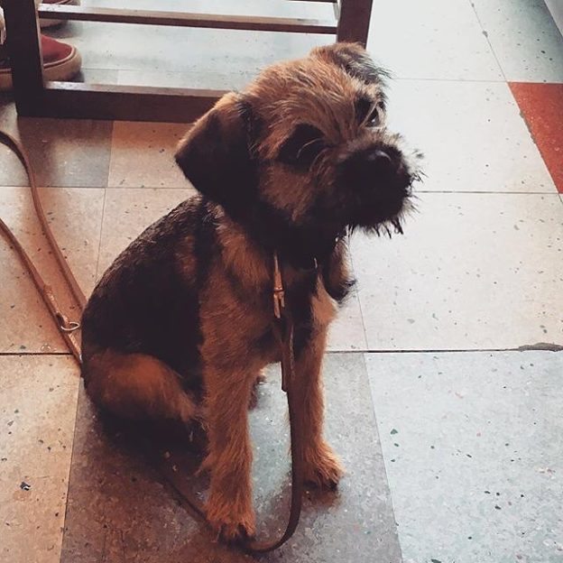 “@alfred_bar: This little 5 month year old lady was showing us how cute is done this morning! ” #dugsNpubs