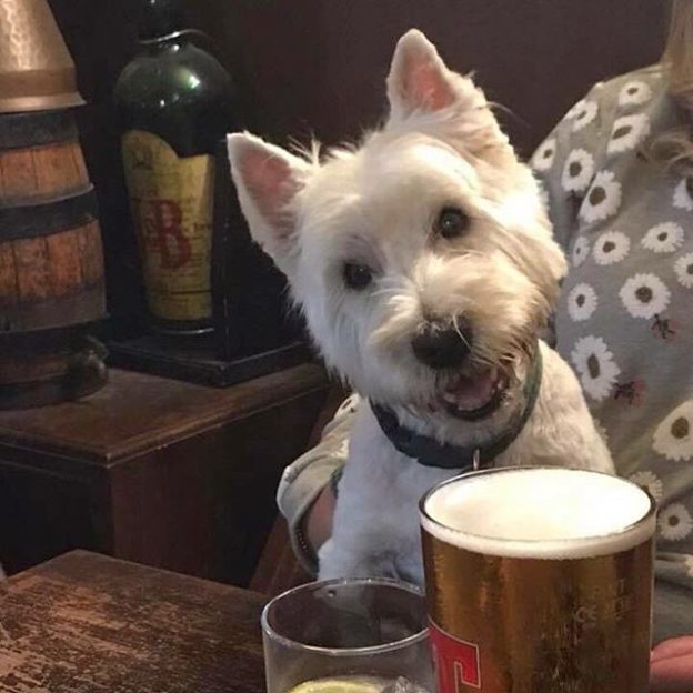 Here’s Wee Rory at The Brown Bull – pic Mark Munro #dugsNpubs