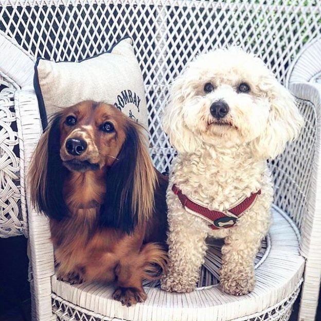 “@indigoyardedinburgh:  Darcy and @waltertheprince loving our @BombaySapphire Gin Garden in the sunshine! Always great to have our four legged friends with us ” #dugsNpubs