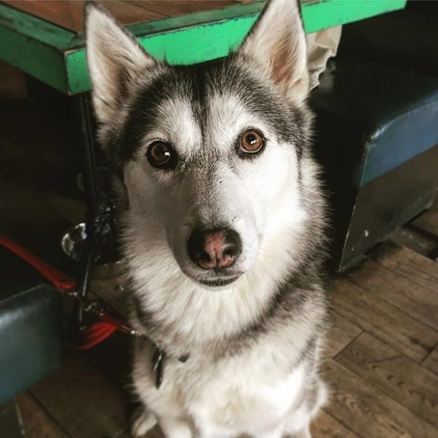 “@bagonailsglas:  Wee visit from the beautiful Skye. ” #dugsNpubs
