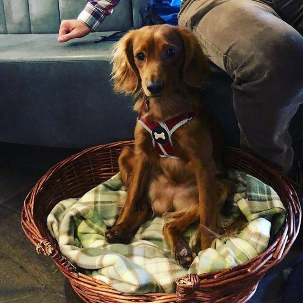 “@iainmac1980:  Angus just hanging out at @brewhemiaedin ” #dugsNpubs