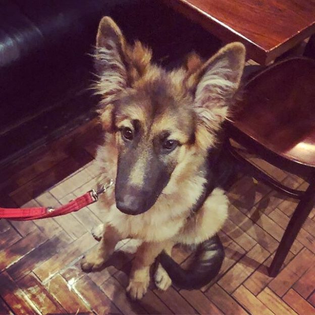 “@theholyrood9a:  Impossibly cute 5 month old customer today. ” #dugsNpubs Dugs.Pub