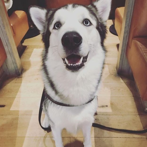 “@beerkitchenashtonlane: This is Quillan. Quillan is a very good boy. ” #dugsNpubs