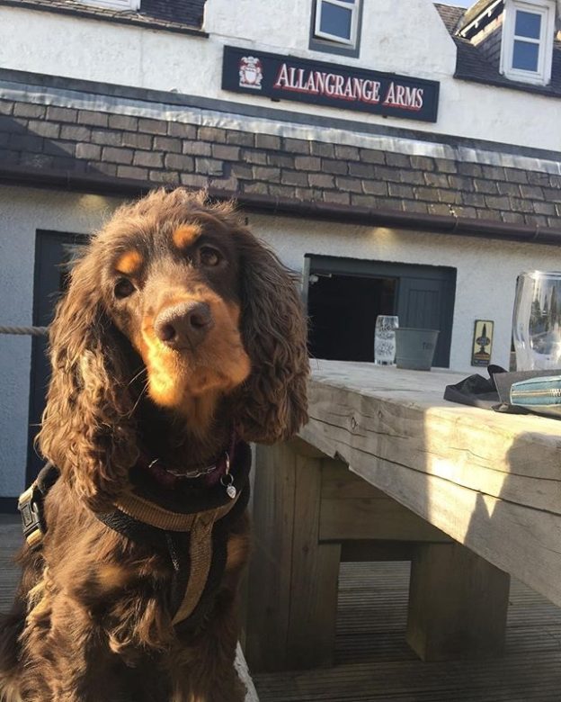 “@bellacockerspaniel: Nice pub lunch today with my humans ☀️”⠀
#dugsNpubs