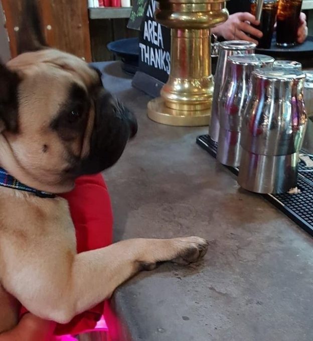“@bruce_the_bulldog1:  Getting a round in @stlukesglasgow ” #dugsNpubs