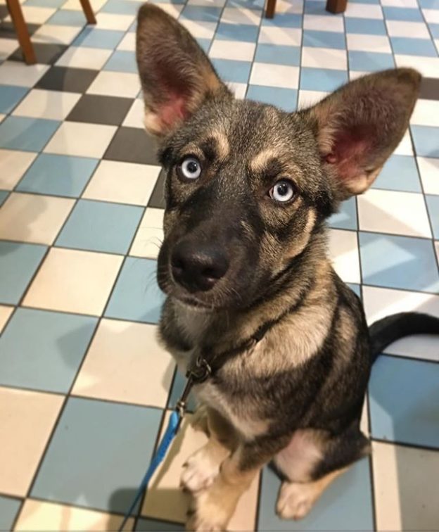 Here’s Bobbi in Dug friendly Milly’s Kitchen in Cupar – pic  @cooper_pupscotland