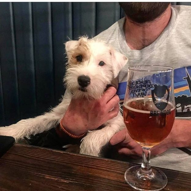 Here’s @charlietheparsonrussell at @brewdogliverpool #dugsNpubs