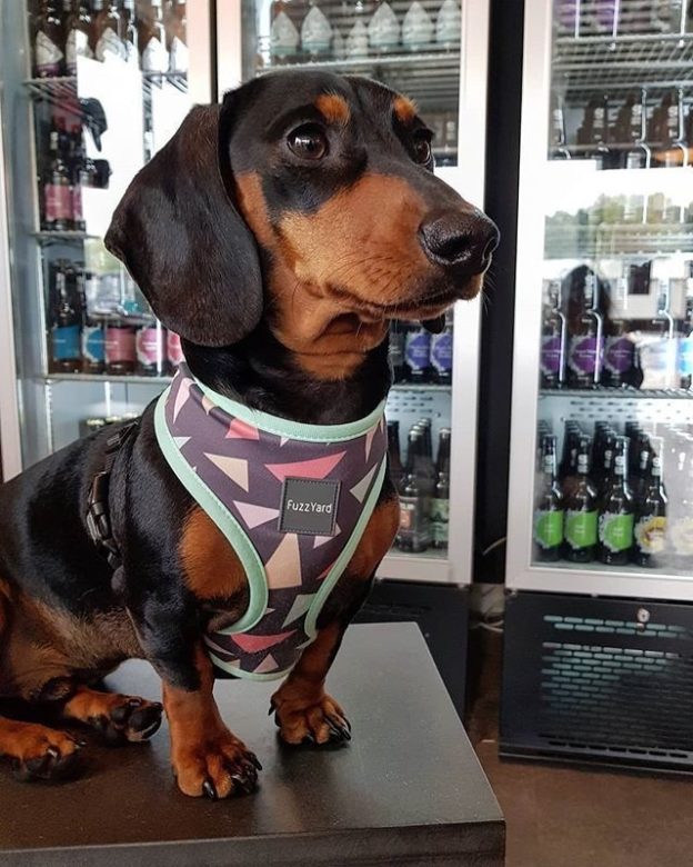 Heres @pablotheminisausage looking cool in Siren Craft Brew #dugsNpubs