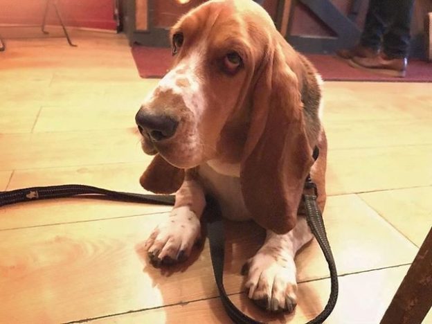 “@morte_the_basset_hound: I love @rutherfordsmicropub  everyone is so friendly and I get lots of cuddles. ” #dugsNpubs
