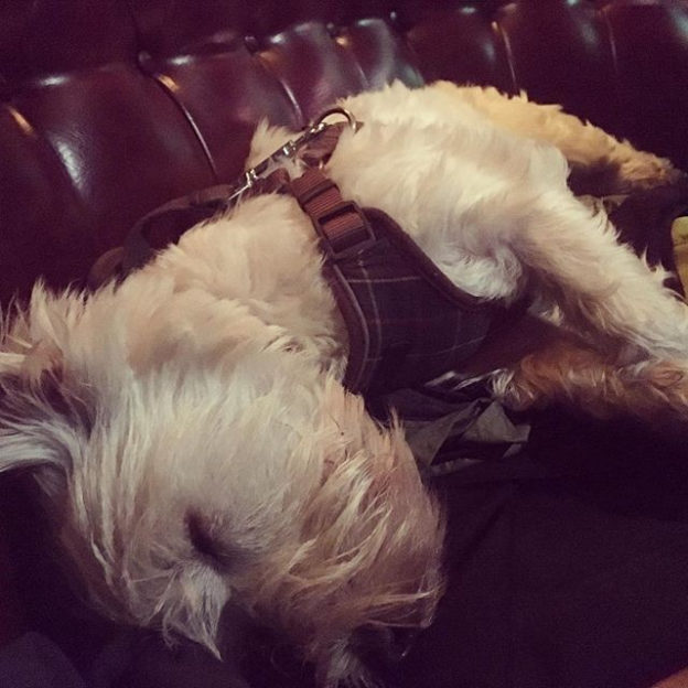 “@wee_fergus_westie:  When you can’t handle the pub on a school night ” #dugsNpubs