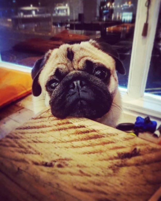 “@abelspugadventures: Visited @kcalkitchen in Edinburgh! They are dog friendly, you should check em out! Healthy food all round!”⠀
#dugsNpubs