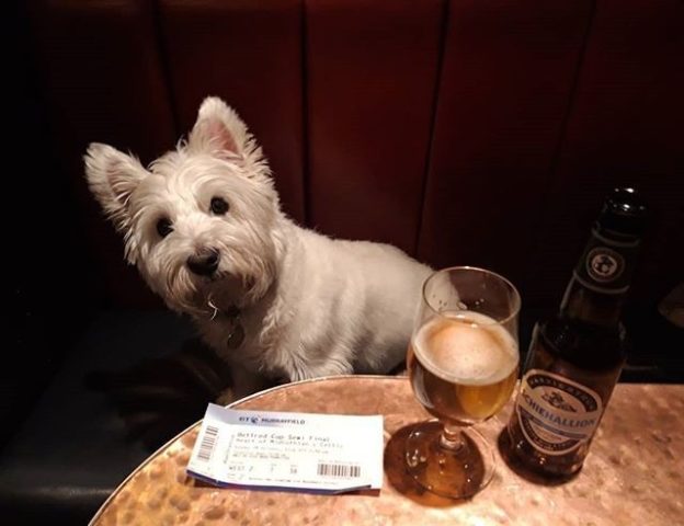 Here’s @the_edinburgh_westie in The Queens Arms, Edinburgh. ” #dugsNpubs
