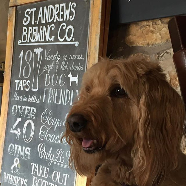 “@lizziethedoodle:  So nice when I get taken out for lunch! Made very welcome & spoilt by the staff ” #dugsNpubs (at St Andrews Brewing Co)