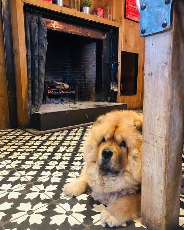 “@lolathechow_chow: Just hanging out at my fav pub ” #dugsNpubs