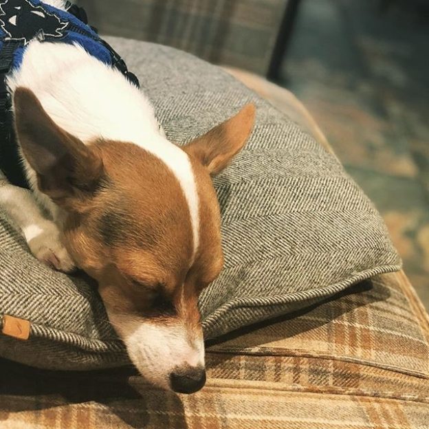 “@steffdog:  Having a good long fancy snooze in front of the fire. This is the life! ” (at No.1 Bar & Grill, Aberdeen) #dugsNpubs