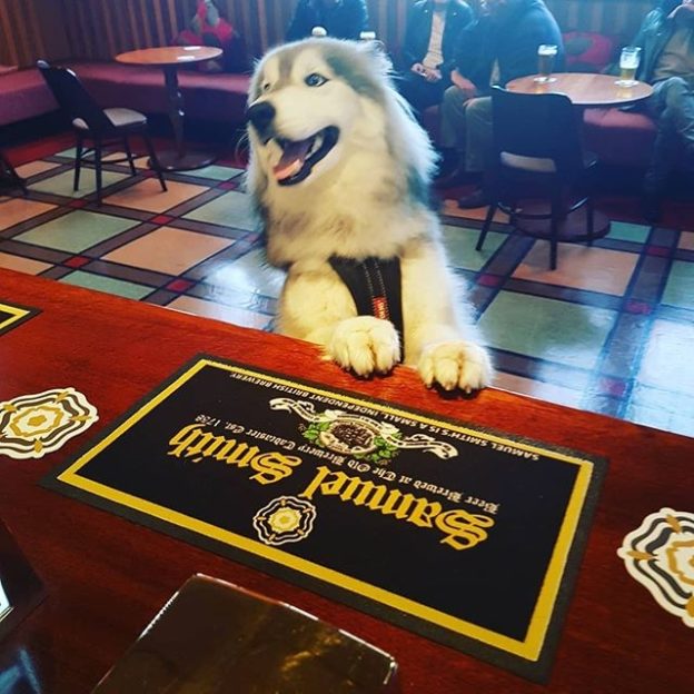 “@thedoocotpub: Always nice to have a smiling dog at the bar. Everytime Blue pops in he pops up to say hello” #dugsNpubs