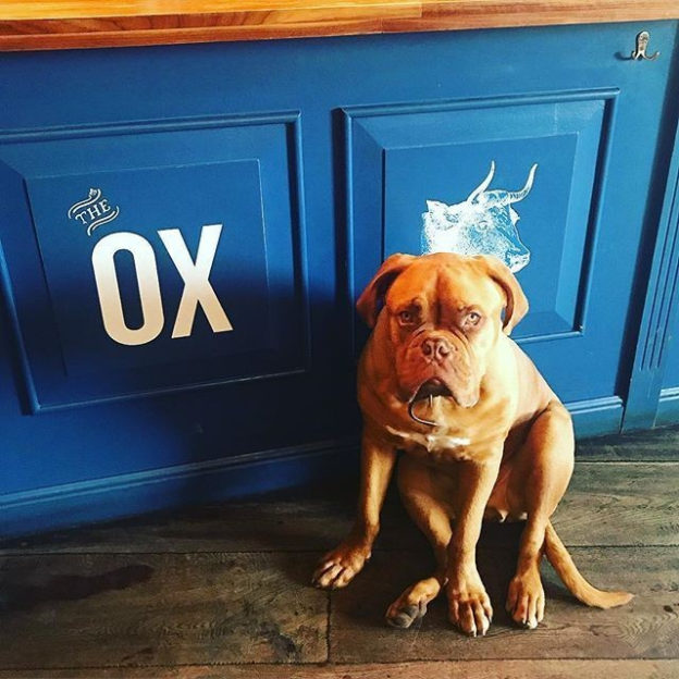 “@the_ox_edinburgh: Here he is the King of The Ox….Frank! ” #dugsNpubs