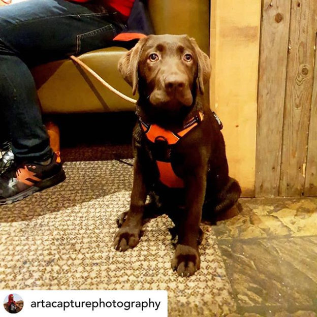 Skye in @thestableskirkintilloch after her walk along the canal – pic @artacapturephotography