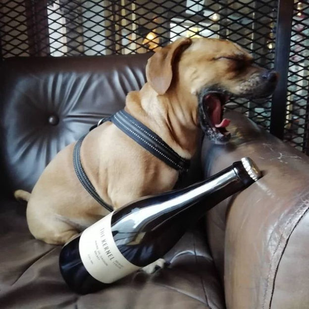 Great pic all the way from Helsinki Brewdog… @brewdoghelsinki:⠀
…⠀
“#thekernel #saison #ilovethesmellofthegalaxy #galaxyhop #dugsnpubs #koiraystävällinen #dogfriendly #craftbeer #londoncrafbeer”
