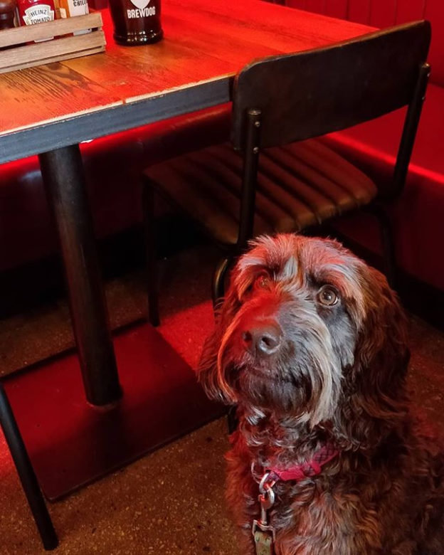 Here’s Coco in Dogtap, Ellon – pic @sandrabrycesmith