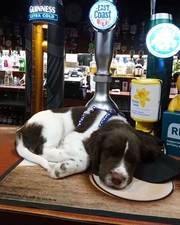 Look at the wee sausage!
Thanks Laura Smith for your picture…
“Wee Darcy at Nikis Bar, Galashiels. First trip out!”