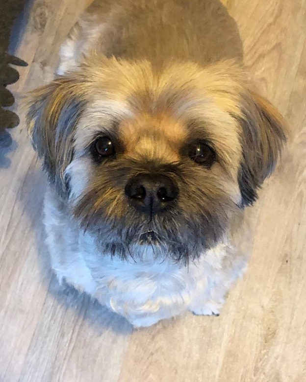 Look who’s rather pleased with his new haircut. He always reminds me of a little lamb when he’s freshly shaved!