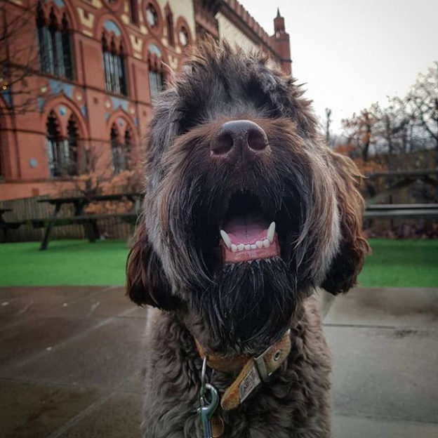 Reposting @innisdug:⠀
…⠀
“Oot fir a pint. #dugsnbeers #Innisdug #australianlabradoodlesofinstagram #dogsofinstagram #dogslife #glasgowdogs #dugsnpubs”⠀
⠀
#dugswelcome