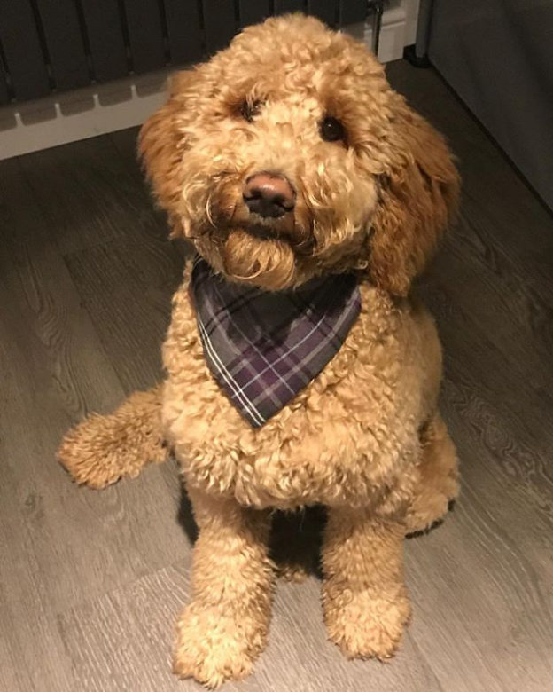 This is our pal Ruby, she’s one of Bailie’s Dug Besties. Doesn’t she look smart in her Burns Night outfit? Thanks Hannah for the awesome picture, we’ll see you at the park!⠀
⠀
Reposting @rubyroogoldendoodle:⠀
…⠀
“Bonnie wee thing  #burnsnight #burnsnight2019 #bonnieweelass #bonnie #tartan #scottish #rabbieburns #scottishinstadogs #dogsofinstagram #dog”

#dugsnpubs

#dugswelcome