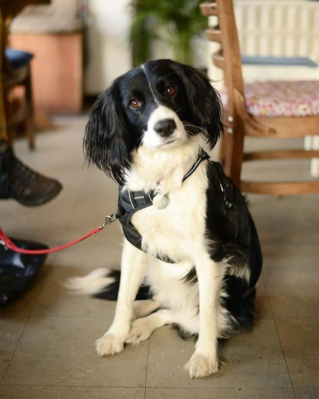 Best. Dug. Name. Ever. @theforestedinburgh:⠀
…⠀
“Dipity (short for Serendipity) #veganedinburgh #forestcafe”