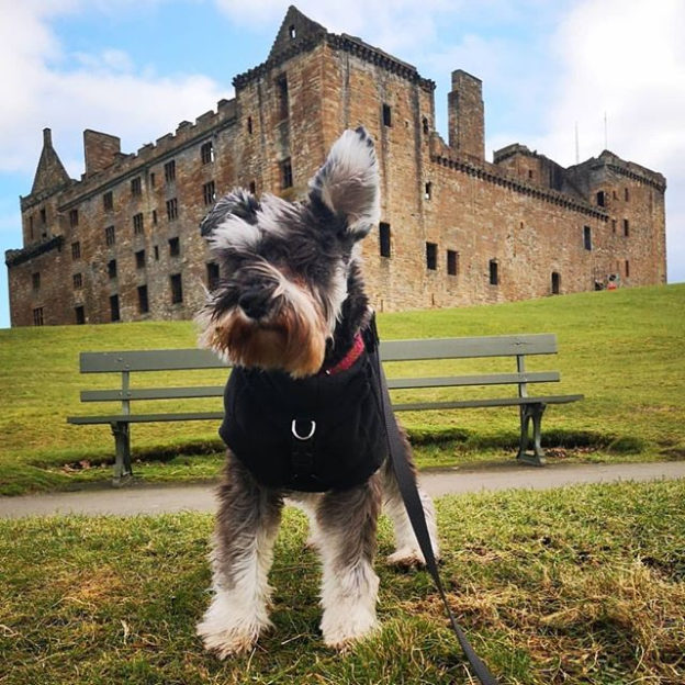 Handsome chap @brontesaurus_morris⠀
…⠀
“Had a nice Sunday jaunt to Linlithgow.  Seen swans for the first time! Had a nice time @starandgarterlinlithgow”