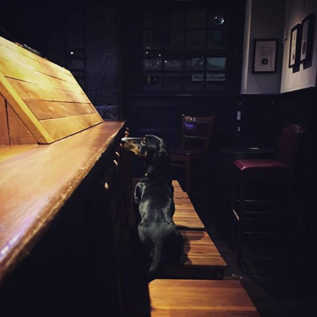 I feel ya @roland_sausage⠀
…⠀
“Short dog problems #excusemebarkeep #imdownhere”