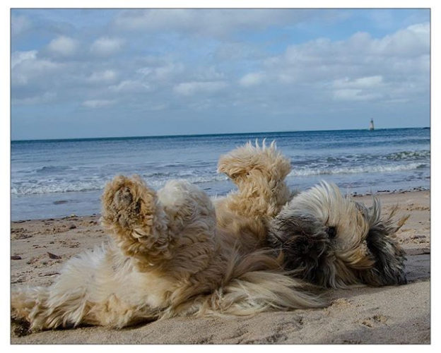 It’s beach weather, but with a big coat. We’re loving this sun ☀️
.
.
.
#dugsnpubs #dugswelcome #dugs #dugsofinstagram #dogsofinstagram #dogfriendly #edinburgh #scotland #bailiedug #visitscotland