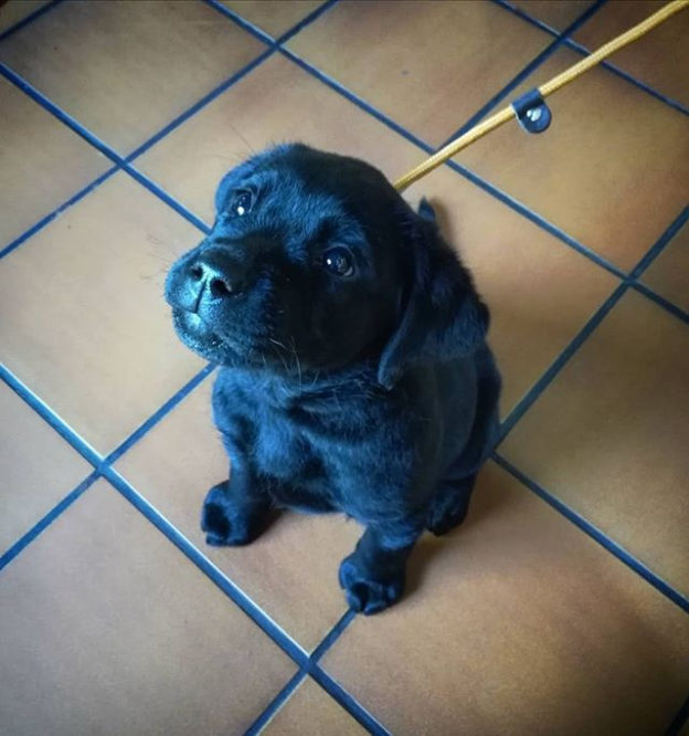 A gorgeous pup all the way from Helsinki…Thanks for the pic @brewdoghelsinki:⠀
…⠀
“Greta 8 vkoa demonstroi tässä miten “puppy eyes” tehdään oikeaoppisesti.⠀
#puppies #brewdoghelsinki #cutenessoverdose #puppyteeth #viiskulma #welovedogs #dogfriendly #dugsnpubs”