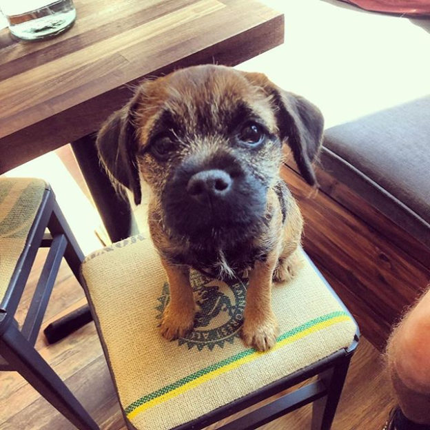 ANOTHER PUPPY!! A super cute pic sent in from the super dog friendly @threehillscoffee Thanks guys!⠀
…⠀
“Look at who visited us here today… little Nessie the Border Terrier! No work was done while she was in, could you blame us?! #dugsNpubs @dugsnpubs”.
.
#dugsnpubs #dugswelcome #dugs #dugsofinstagram #dogsofinstagram #dogfriendly #edinburgh #scotland #puppies #puppiesofinstagram #instadog #uk #dogfriendlyuk #dogfriendlycafes #coffee