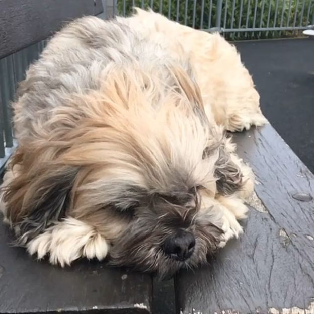 Bailie loves a breeze…
.
.
.
#dugsnpubs #dugswelcome #dugs #dugsofinstagram #dogsofinstagram #dogfriendly #edinburgh #scotland #bailiedug #slowmo #breeze