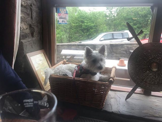 Best seat in the house! Thanks for the pic @cherylxshan:⠀
…⠀
“Jasper is staying with us for a whole week and he is such a good pub dog”