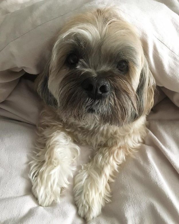 Who else has spent the day like Bailie? .
.
#BailieDug #duvetday #rainyday #dugsnpubs #dugswelcome #dugs #dugsofinstagram #dogsofinstagram #dogfriendly #edinburgh #scotland #instadog #dogfriendlyhotels #uk #dogfriendlyuk