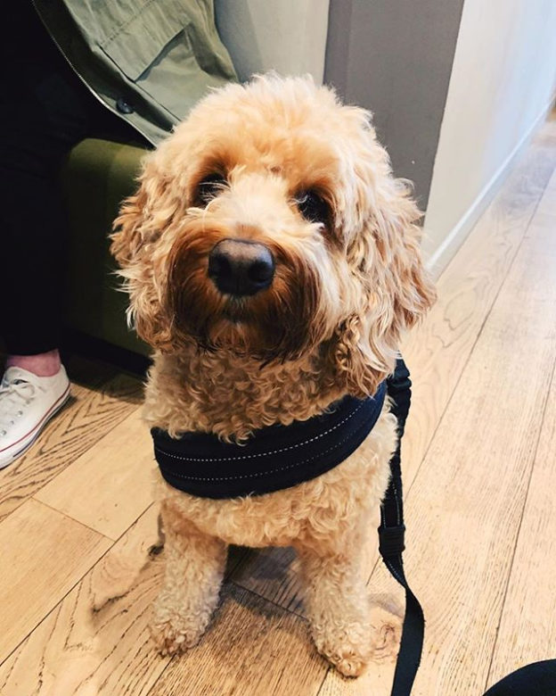 Here’s Baxter in the dug friendly @pavementglasgow